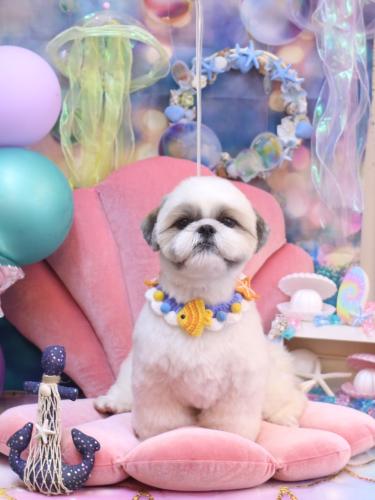 20240806みたらしちゃん